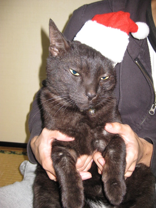 メリー　クリスマス