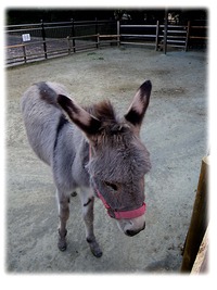 冬の動物園