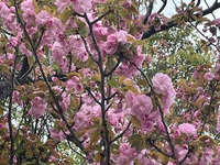 牡丹桜が咲いてます。