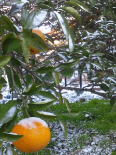 昨日の雪