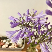 今週の花瓶　アガパンサスとストケシア