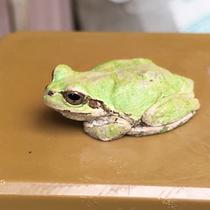カエル、、、
