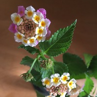 今週の花瓶　七変化(ランタナ)花の色が変わる？！