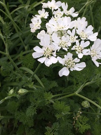 満開のオルレアを花瓶にいけました♪