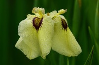 花菖蒲の開花