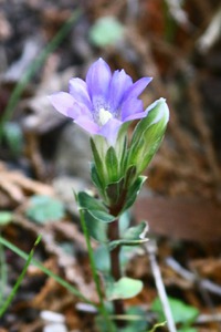 フデリンドウの開花