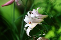 ササユリが開花
