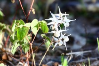 イカリソウの開花