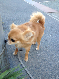 別犬？