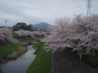 朝倉川の桜