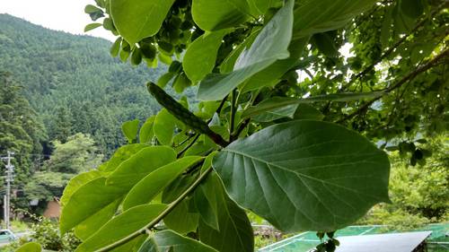 滝とかダムとかランチとか民宿とか飛び込みとか飯田線とか