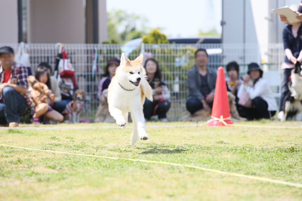 わんちゃん大運動会