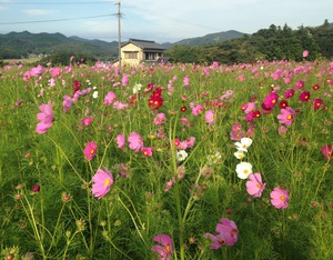 コスモスの小径