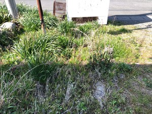 駐車場&土手の草刈