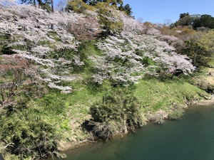 桜淵公園 2020春