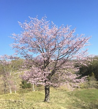 続・さくら満開‼︎