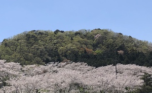 桜淵公園 2020春