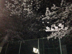 千郷小の夜桜