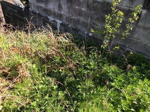 駐車場&土手の草刈
