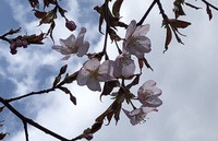 釧路も桜開花！