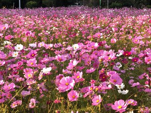 市民としてはラストの…
