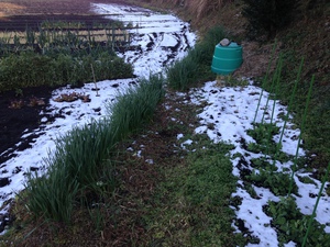 今季初の雪化粧