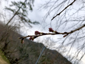開花スタンバイ