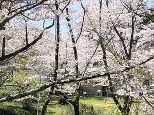 桜淵公園 2020春