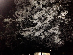 千郷小の夜桜