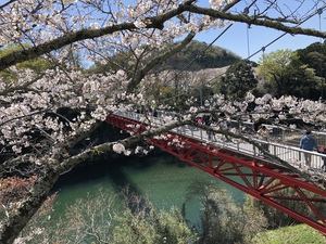 桜淵公園 2020春