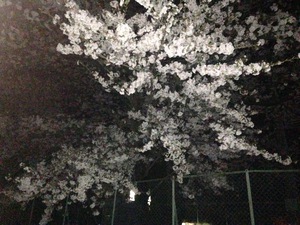 千郷小の夜桜