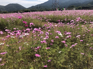 市民としてはラストの…