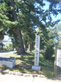 天然記念物　御油松並木