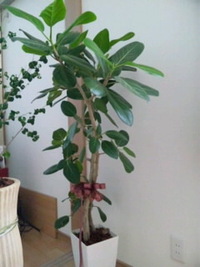 植物の脱皮