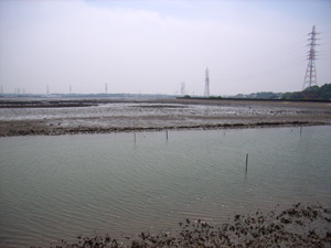 汐川干潟