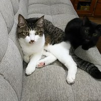 黒猫のあるある事情