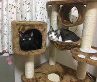 にゃんこでまったり