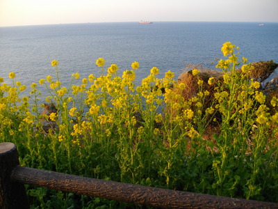 海と菜の花