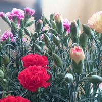 薔薇のれすとらん。