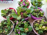植物再生記　プリムラ編