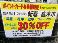 庭木類の大セールは明日まで！Ψ( 'ч' ☆)