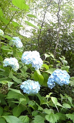 紫陽花とエンジン草刈機。