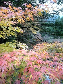 真っ赤に☆