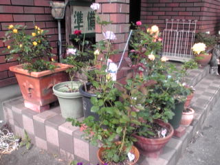毎日が薔薇☆