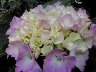 紫陽花。