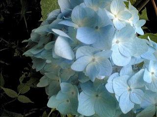紫陽花。