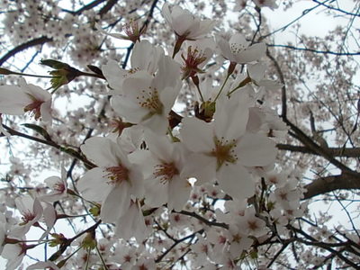 桜並木･･･。