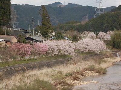 桜並木･･･。