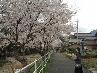 桜並木･･･。
