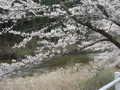 桜並木･･･。